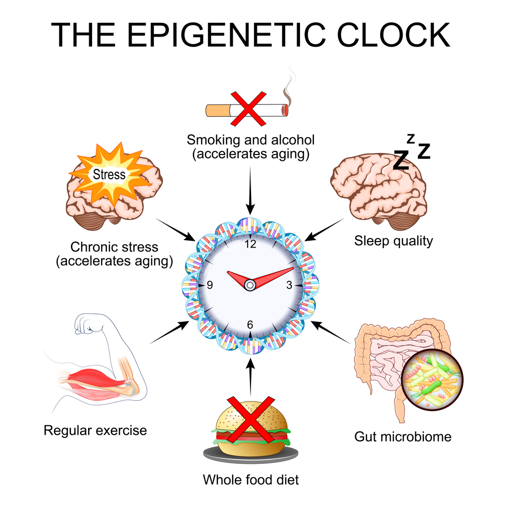 The epigenetic clock. Biological age